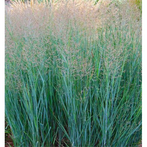 PANICUM VIRGATUM IN VASO 15CM