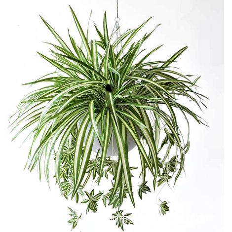 Plante Artificielle - Chlorophytum Comosum - 60 cm - Suspension - Décoration Intérieure - 1 Pièce (1/5)