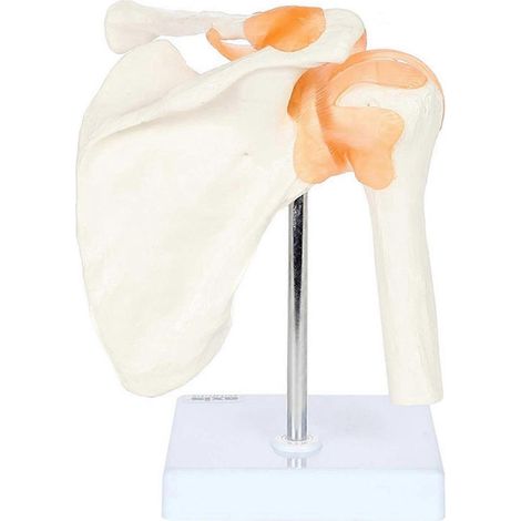 Modèle de structure de l'articulation de l'épaule en PVC - Modèle pédagogique orthopédique (1/5)