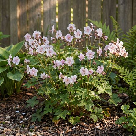 Bloomique - Lot de 6 - Géranium cantabrigiense 'Biokovo' - Géranium vivace - Floraison abondante - Rustique - Vivace - Parfumée - Hauteur 10-20 cm - Pot 9 cm