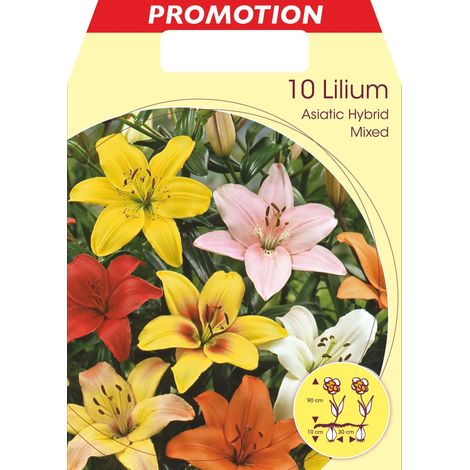 LILIUM ASIATIC MIX (CONFEZIONE DA 10 BULBI)