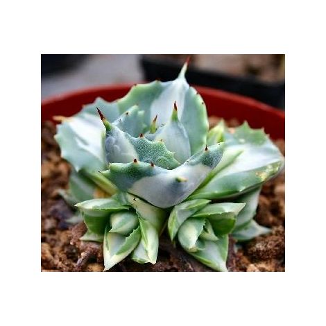 Agave shoji raijin variegata vaso 8.5 foto reali
