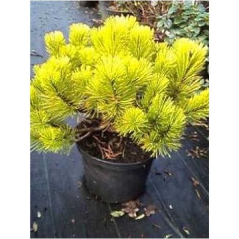 Pin de montagne 'Carsten's Wintergold' Pot de 2L/3L (1/2)