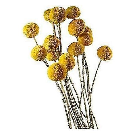 Dongarts, lot de 30 tiges de craspedia séchées naturelles. (1/5)