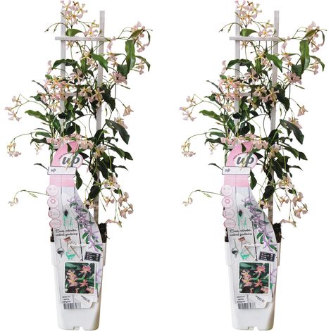 Jasmin Étoilé Trachelospermum Plante Grimpante Persistante Rose H 65 cm Lot de 2 (1/5)