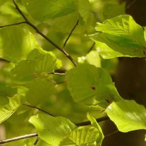 Hêtre commun, Fagus/Pot de 7,5L - 60/80 cm (1/3)