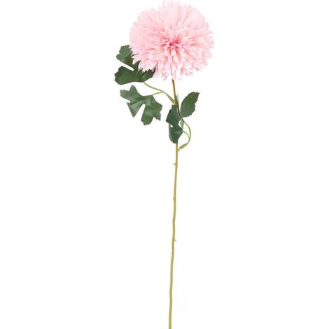 Einzelner rosa Knoblauch
