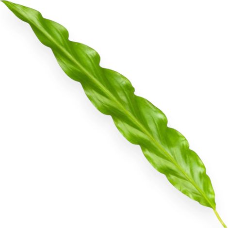 Gardenaria Calathea rufibarba 'Blue grass' - Pianta da interno ornamentale - Altezza: 65 cm (vaso 17) (1/2)
