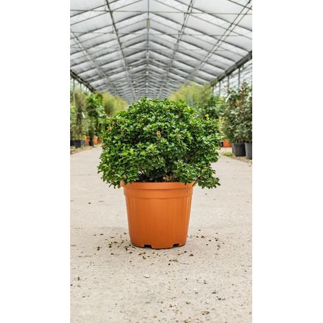 Gardenaria Agrifoglio - Ilex 'Little Rascal' - Arbusto ornamentale da giardino - Altezza: 30/35 cm (vaso19) (1/3)