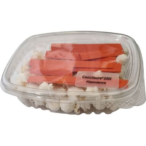 250 larves coccinelles anti-puceron - Coccilaure (1/3)