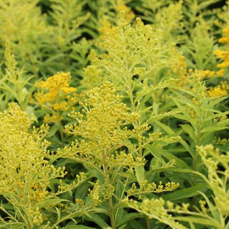 4 x Verge d'or  - Solidago 'Goldenmosa'  - godet 9x9 cm