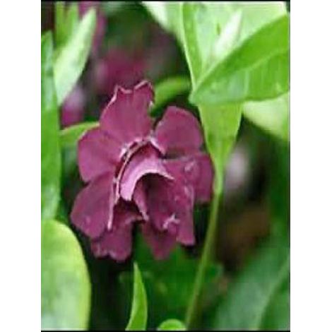 Petite pervenche 'Multiplex' Godet de 8/9 cm