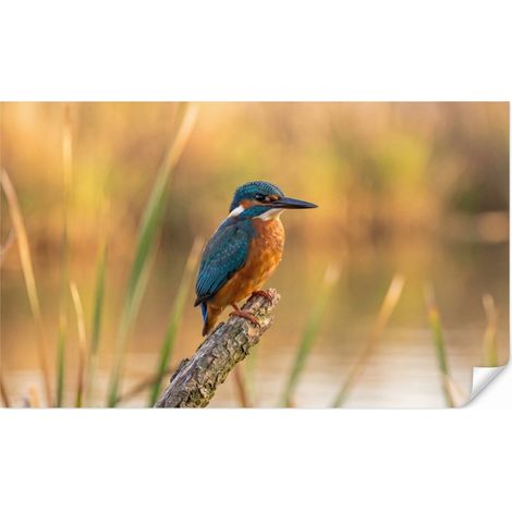 Carta da Parati Martin pescatore - Ramo - Acqua - Colorato - Vivace 500x300 cm (1/5)