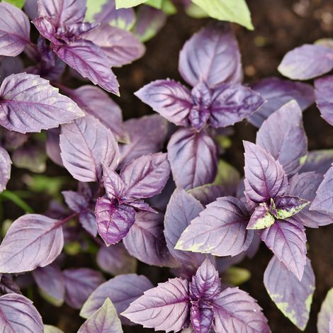 Plant Basilic magic blue pot 1L