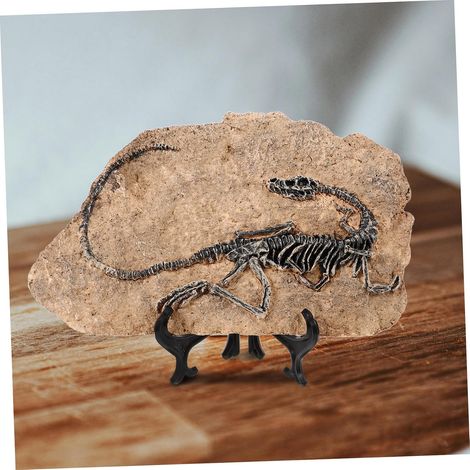 1 pièce de squelette de dinosaure en résine, réplique de fossile de dinosaure pour présentoir de livre de bureau (1/5)