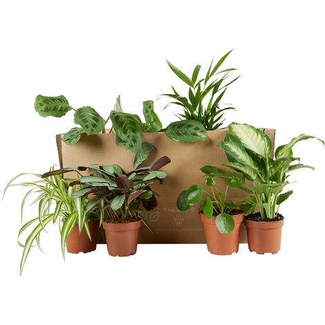 Bloomique - Lot de 6 - Plante surprise - Mélange de plantes vertes - Plantes d'intérieur - Facile d'entretien - Purificateur d'air - Hauteur 25-50 cm - Pot 12 cm (1/5)