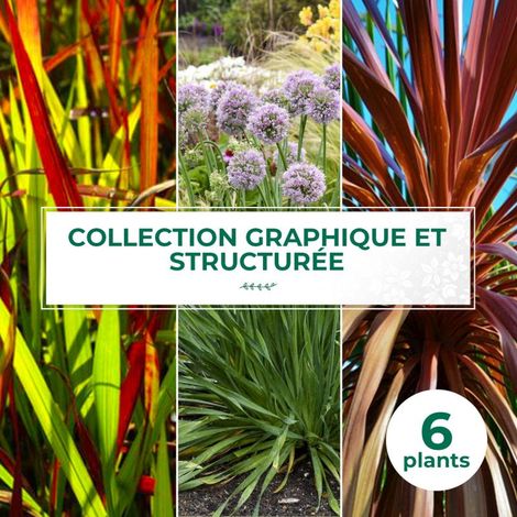 Collection de 6 vivaces graphiques et structurées (1/2)
