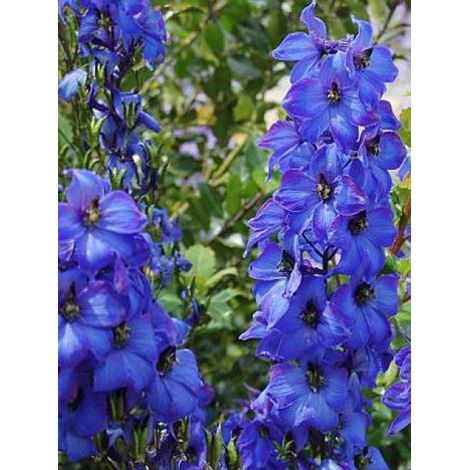 Pied d'Alouette elatum 'Finsteraarhorn' Godet de 8/9 cm (1/4)