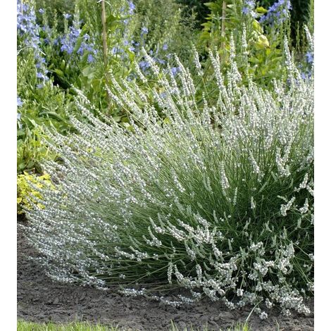 Lavande a. Gem - Lot de 12 - Lavande - Pot P9 - Fleur blanche (1/2)