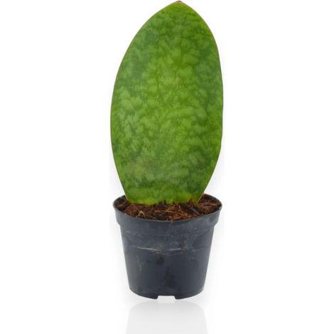 Gardenaria Sansevieria masoniana - Pianta da interno ornamentale - Altezza: 40 cm (vaso 10)