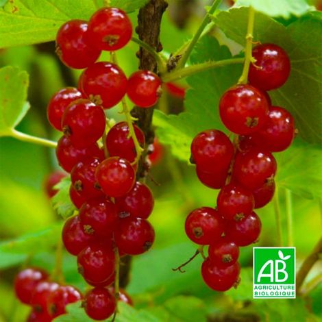 Groseillier à grappes 'Rovada' BIO (Ribes rubrum 'Rovada')
