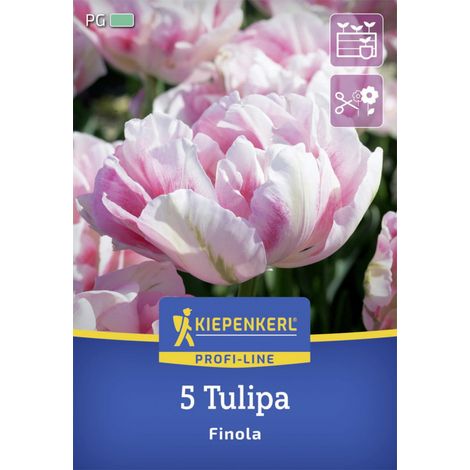 Kiepenkerl Herbstblumenzwiebel Profi-Line Tulpe Finola 5 Stück (1/2)