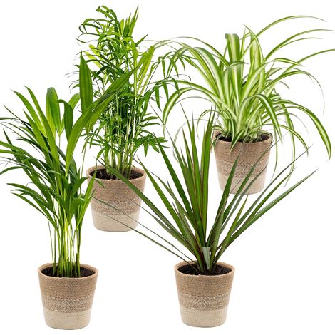 Bloomique - Lot de 4 - Mélange dépolluant - Dracaena - Dypsis - Chamaedorea - Chlorophytum - Plantes d’intérieur - Hauteur 20-40 cm - Panier en jute 12 cm