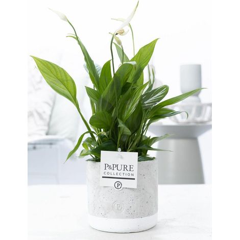 Spathiphyllum Fleur de Lune Plante d'Intérieur en Pot Céramique Jade Ø12cm Hauteur 35cm - PANGIVO