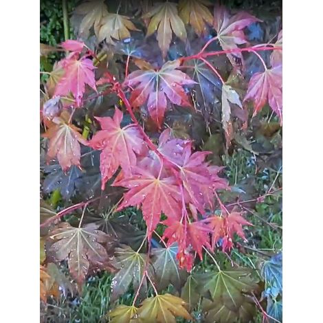 Érable du Japon 'Brown Sugar' Pot de 7,5L/10L