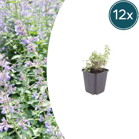 Lot de 12 Nepeta faassenii Herbe à Chat Plante Vivace Fleurs Bleu Lavande Pot Ø9cm 10-25cm - PANGIVO (1/5)
