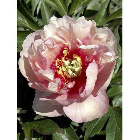 Pivoine 'Canary Brillant' Souche 3/5 yeux