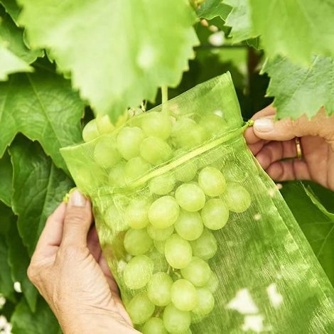 100 sacs de protection pour grappes de raisin blanc, 17 x 23 cm, sacs en organza à cordon pour la protection des fruits et légumes