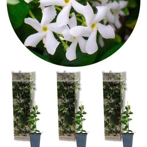 3x Trachelospermum Jasminoides – Jasmin étoilé – Plante grimpante – Rustique – ⌀9 cm – 15-20 cm