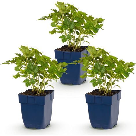 Astilbe chinensis Pumila - Lot de 3 Plantes Vivaces d'Ombre - Fleurs Violettes - Pot Ø 11 cm - PANGIVO (1/5)