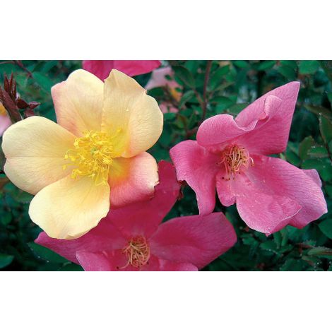 Rosa cinese "Rosa chinensis mutabilis" pianta di rose in vaso ø19 cm h 30/40 cm (1/5)