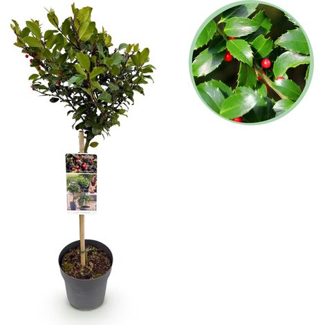 Ilex meserveae Blue Maid - Plante sur Tige Houx Persistant - Décoration Terrasse et Balcon - 90 cm - PANGIVO (1/5)
