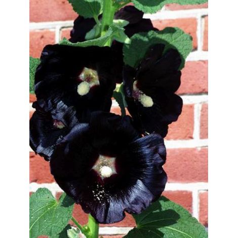 Rose trémière 'Nigra' Godet de 7/8 cm