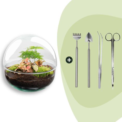 Kit Terrarium Plantes DIY Dôme en Verre avec Outils Fittonia et Asparagus Ø 20 cm - PANGIVO (1/4)