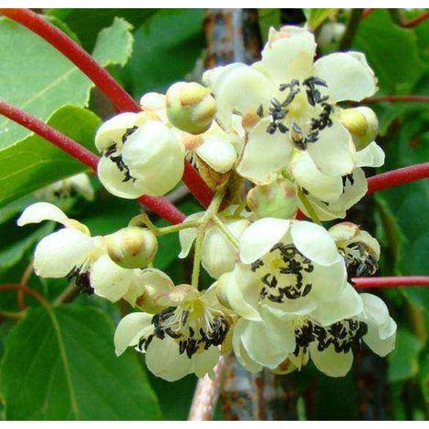 pianta di kiwi actinidia arguta cornel impollinatore FOTO REALI H 100CM