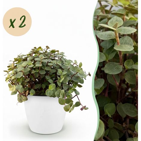 Lot de 2 Plantes d'Intérieur Calissia Repens Herbe à Chat avec Pots Blancs 12 cm Hauteur 17-20 cm - PANGIVO (1/5)