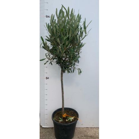 PIANTA DI ULIVO ALBERELLO IN VASO 21 CM ALTEZZA 80/90 CM (foto reali)