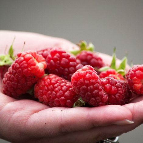 Mûre-framboise Buckingham, Tayberry/Pot de 1,5L - Tuteur bambou 30/60 cm (1/4)