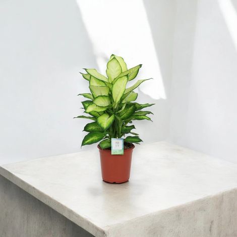 Gardenaria Dieffenbachia 'Summer style' - Pianta da interno ornamentale - Altezza: 60 cm (vaso 17) (1/5)