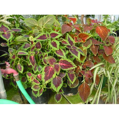2 cuttings - Solenostemon scutellarioides (Coleus blumei)