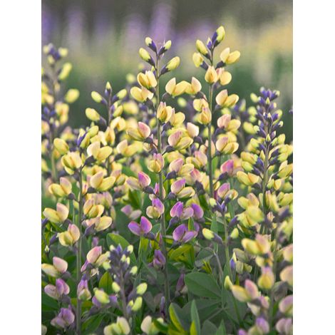 Lupin indigo 'Decadence Deluxe Pink Lemonade' Godet de 8/9 cm