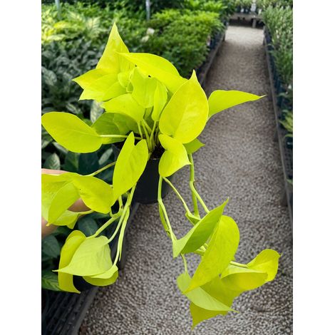 Gardenaria Epipremnum pinnatum 'Golden photos' - Pianta da interno ornamentale - Altezza: 40 cm (vaso 15) (1/5)