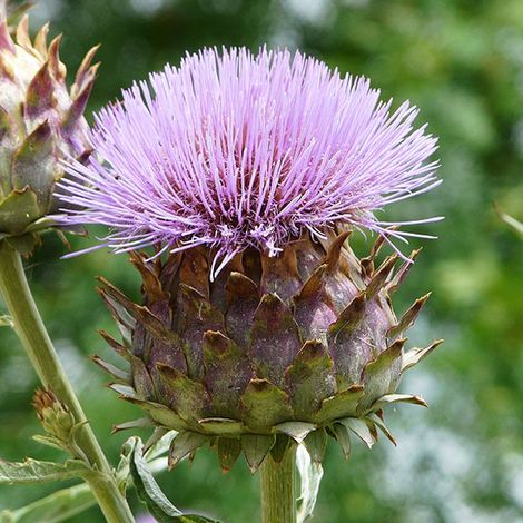 4 x Artichaut - Cynara scolymus  - godet 9x9 cm
