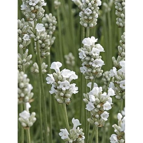 Lavande vraie 'Arctic Snow' Godet de 8/9 cm
