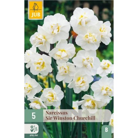 Narcisse blanche Sir Winston Churchill par 5