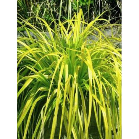 Laîche d'Oshima 'Everillo' Godet de 8/9 cm (1/2)